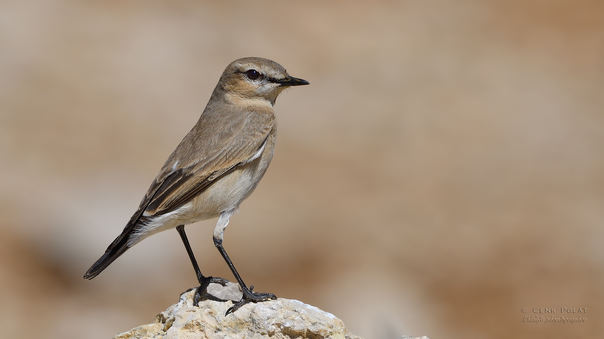 Isabelline Wheatear